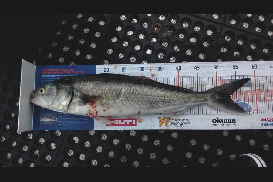 Marisa Andrews caught this 53.0cm Kahawai at wellington harbour during The Export NZ Fishing Competition